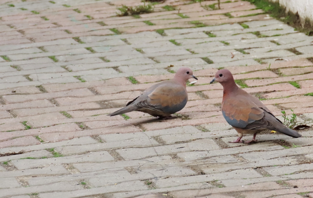 Laughing Dove